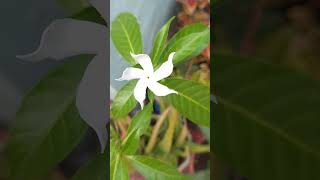 Flower 🌺🌹 Garden hanging plants plant garden yt shortsvideo short flowerplants gardendesign [upl. by Olia]