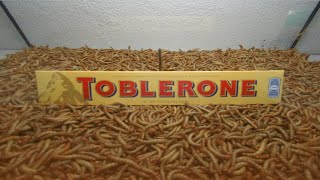 10 000 Mealworms vs Toblerone [upl. by Aroz]