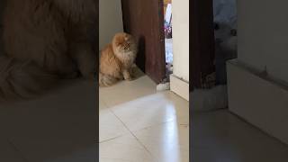 Hide amp Seek 😀😀😀 youtubeshorts shorts trending persiancat music song [upl. by Bremser]