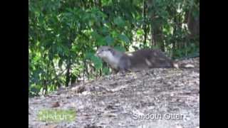 A Learning Journey to Sungei Buloh Wetland Reserve [upl. by Suivatal322]