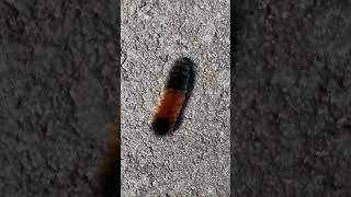 Fat Woolly Bear Caterpillar mothcaterpillar nature outdoors [upl. by Nollid860]