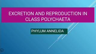 Excretion and Reproduction in Class Polychaeta  Phylum Annelida [upl. by Thorbert]