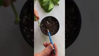 How to propagate a money plant houseplant viralvideo plants ytshorts powdhey [upl. by Elsy]