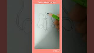 Male reproductive system diagram [upl. by Millie]