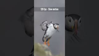 Le macareux moine  120 fps slow motion VS real time photographieanimaliere nikon terreneuve [upl. by Landy]