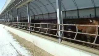 Finishing Cattle in Hoop Barns [upl. by Heall]