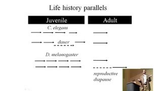 Integrated Control of Drosophila Aging by InsulinIGF Signaling [upl. by Bobinette969]