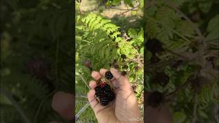 US ലെ Wild blackberry പറിച്ച് കാട്ടിലൂടെ usa vacations [upl. by Jehovah550]