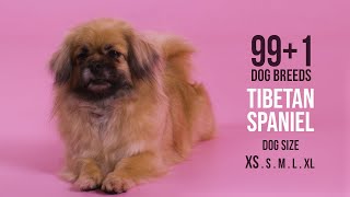 Tibetan Spaniel [upl. by Oswin]