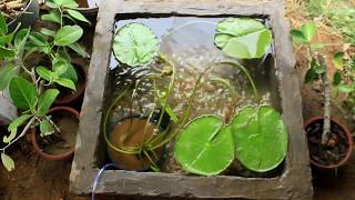 Water Lily I Platy Fish I Red Molly Fish I Pond setup aquarium [upl. by Nilat]