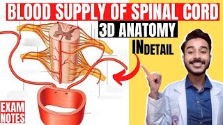 blood supply of spinal cord anatomy 3d  spinal cord blood supply anatomy [upl. by Sirahs]