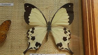 ИЗ МИРА 35 Papilio dardanus парусник дардан [upl. by Isbella]