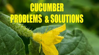 Cucumber Problems and solutions Your questions cucumber beetles cucumber disease No fruit [upl. by Marceau857]