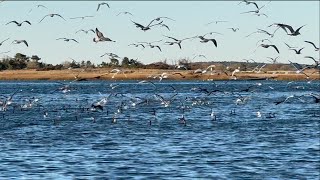 Cue The Birds  Alfred Hitchcock Themed  Fishy Cape Cod Wind Forecast [upl. by Aidnic856]