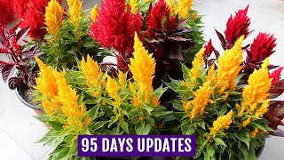 Know How to Grow n Care for Celosia Plants  Complete GUIDE [upl. by Lebyram]