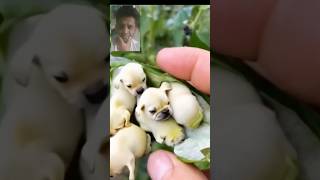 Fruit Transformation animal। Trending Shorts। Viral shorts। Fruit transformation Bird [upl. by Ennairoc216]