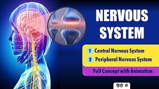 Explain Nervous System Anatomy and Physiology Hindi  Types of Neurons [upl. by Nahsor402]