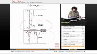 quotGlycoconjugatesquot  Biochemistry with Educatorcom [upl. by Lekim]