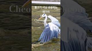 A Heron fishing in Cheonggyecheon Seoul Korea [upl. by Nabla468]