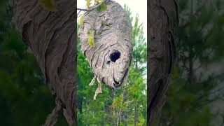 BaldFaced Hornet Nest Nature’s Piñata [upl. by Brittany]