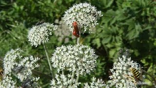 Plus de 30 insectes butinent sur une même quotfleurquot dombellifèreApiacée [upl. by Werd191]