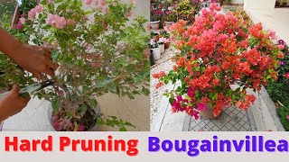 How to prune bougainvillea II Hard pruning Bougainvillea [upl. by Trici]