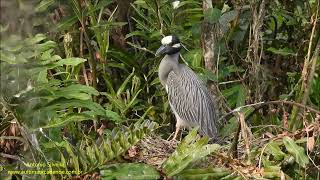 Yellowcrowned NightHeron Nyctanassa violacea by Antonio Silveira [upl. by Alfie154]