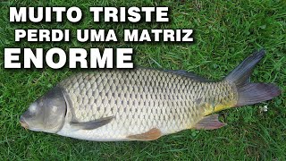 PERDI UMA CARPA MATRIZ ENORME MUITO TRISTE canal saalada [upl. by Kacerek]