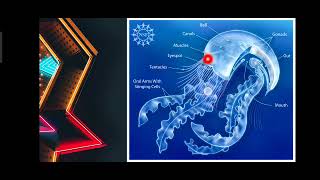 Phylum Cnidaria Explained in Urdu [upl. by Ardyaf]