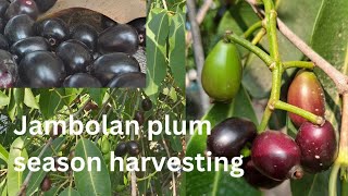 Jambolan plum season harvesting fruittoday fruit starfruit fruiting usa korea palm nature [upl. by Dnallor886]