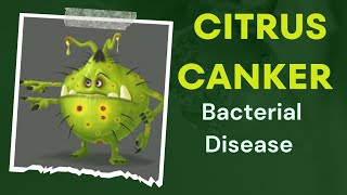 Citrus Canker  Bacterial Disease  Xanthomonas plantpathology bacteria plants disease [upl. by Rockie]