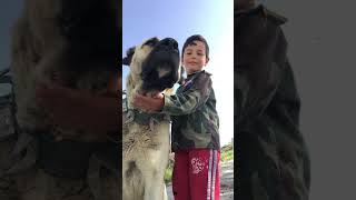 Kangal Shepherd Dog Bite Force 743 Psi 💥 shorts dog dogs [upl. by Dnumyar]