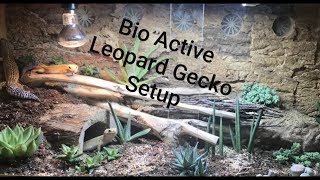 Leopard gecko Bio Active Setup  Simple Arid Bioactive Setup [upl. by Llehsim203]