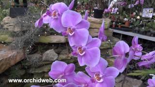 OrchidWeb  Phal schilleriana 2N [upl. by Crissie]