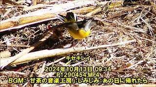 キセキレイ：2024年10月13日動画撮影。 [upl. by Naryt716]