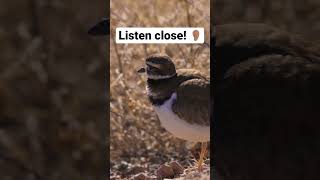 The iconic call of the Killdeer [upl. by Ahsataj820]