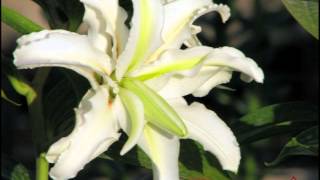 New Double Rose Oriental Lilies [upl. by Cis200]