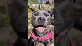 Day Trip to Mt Macedon 😊 bluestaffy dog englishstaffy [upl. by Siraved]