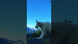 Mountain Goats Kills Cougars and Bears wildanimalfacts animalfacts mountaingoat animals facts [upl. by Ailehc]