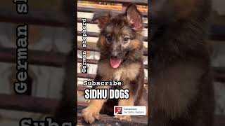 German shepherd long coat pupps germanshepherd germanshephed trending puppy forsale petsupply [upl. by Falcone711]