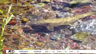 Changes to Montanas fishing regulations to protect bull trout go into effect next spring [upl. by Letch]