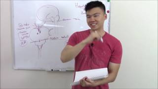 USMLE Neurology 20 Neuro Pathology Herniations [upl. by Sire]