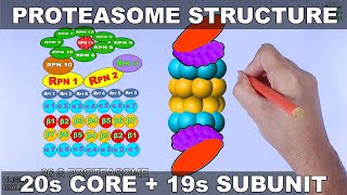 Molecular Structure of Proteasome [upl. by Caren119]