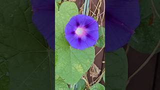 morning glory gardening flowers homegardening plantlovers [upl. by Ahcsas]