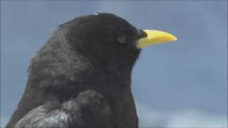 Alpine Choughs Pyrrhocorax graculus [upl. by Mines331]