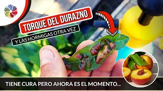 🍑 TORQUE del DURAZNO MELOCOTÓN  Cómo curarlo y que hacer después de una lluvia [upl. by Aerdnaed]