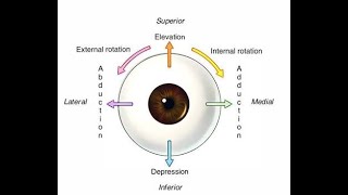 Extra Ocular muscle in short [upl. by Naomi]