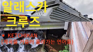 크루즈Ep6 KetchikanAlaska 거친 계곡물을 거슬러 올라가는 연어들을 보았습니다 [upl. by Annerb554]