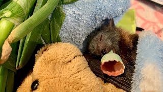 Rescuing a baby flyingfox under powerlines this is Scallion [upl. by Naimaj378]