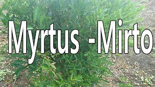 Myrtus Mirto [upl. by Lauter829]